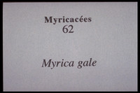 Myrica gale