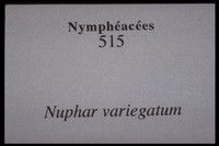 Nuphar variegatum