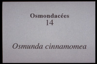 Osmundastrum cinnamomeum-Osmunda
