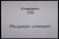 Phragmites communis