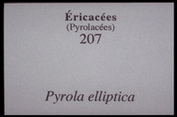 Pyrola elliptica