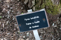 Pyrus betulifolia