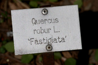 Quercus_robur1 (planté) GAyotte - FSAA