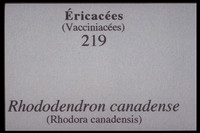 Rhododendron canadense