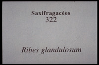 Ribes glandulosum