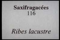 Ribes lacustre