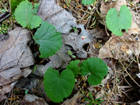Rubus repens (Dalibarde)
