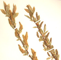 Salix_lucida - GAyotte - FSAA