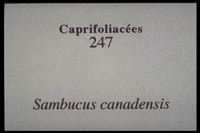 Sambucus canadensis