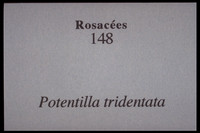 Sibbaldia tridentata-potentilla