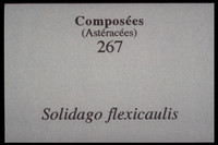 Solidago flexicaulis