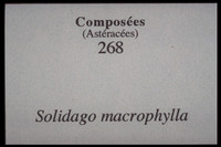 Solidago macrophylla