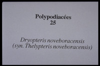 Thelypteris noveboracensis-Dryopteris