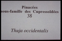 Thuja occidentalis