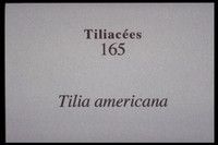 Tilia americana