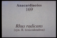 Toxicodendron radicans-Rhus