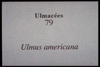 Ulmus americana