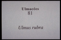 Ulmus rubra