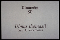 Ulmus thomasii