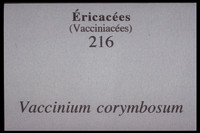 Vaccinium corymbosum