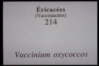 Vaccinium oxycoccos