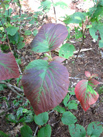 Viburnum lantanoides-alnifolium