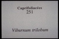 Viburnum opulus-trilobum