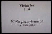 Viola pensylvanica