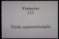 Viola septentrionalis