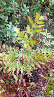 IMG_1226