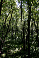 2007 excursion ecologie forestiere